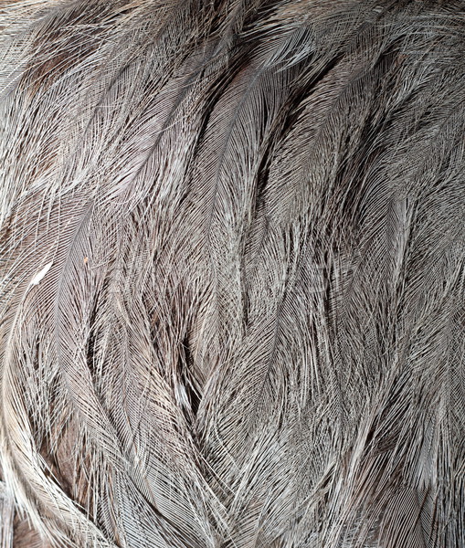 Emu upierzenie szczegół ptaków streszczenie Pióro Zdjęcia stock © taviphoto
