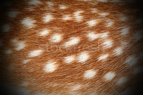 texture of dama real pelt Stock photo © taviphoto