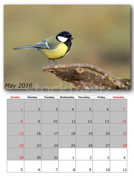 garden birds calendar  may 2016 Stock photo © taviphoto