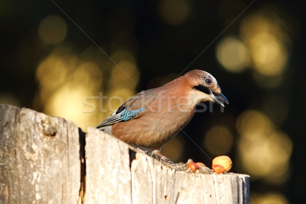 garden bird foraging for nuts Stock photo © taviphoto