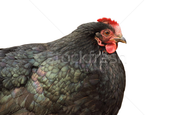 Foto stock: Isolado · preto · galinha · gordura · branco