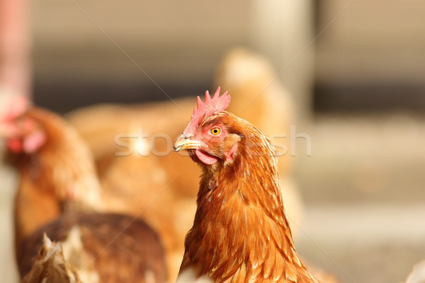 Stock photo: portrait of brown hen in farm yard