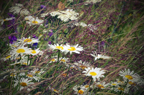 wild daisies in the field Stock photo © taviphoto