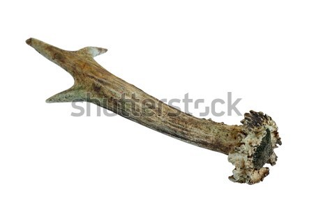 isolated roe deer horn Stock photo © taviphoto