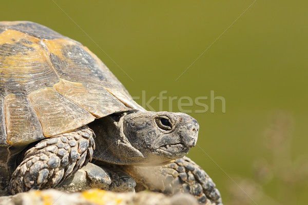greek turtoise portrait Stock photo © taviphoto