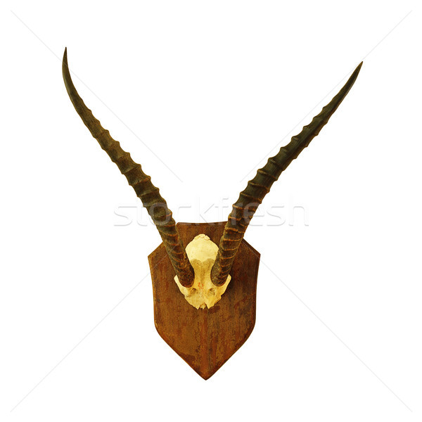 hartebeest hunting trophy over white Stock photo © taviphoto
