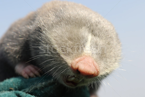 Köstebek sıçan kafa bahar portre Stok fotoğraf © taviphoto