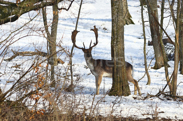 Cervo naturale ambiente neve inverno Foto d'archivio © taviphoto