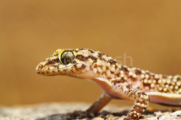 portrait of mediterranean house gecko Stock photo © taviphoto