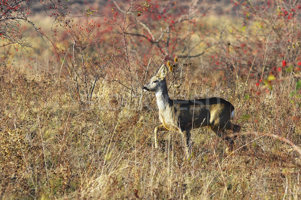 Stock photo: roe deer doe in natural habitat
