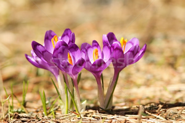 Piękna fioletowy górskich krokus wiosną Zdjęcia stock © taviphoto