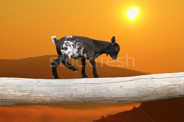 courageous kid goat on tree trunk Stock photo © taviphoto