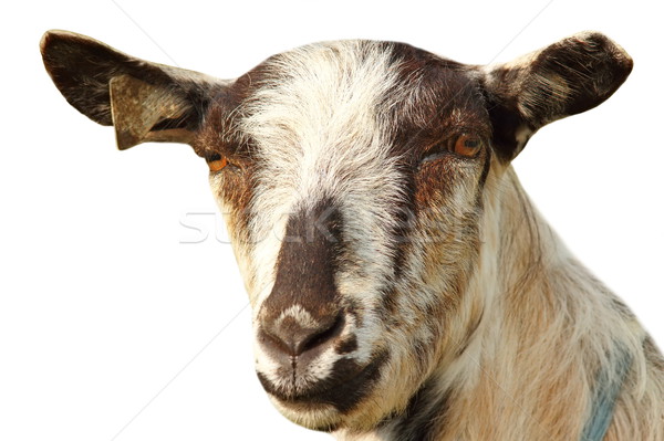 isolated portrait of a goat on white Stock photo © taviphoto