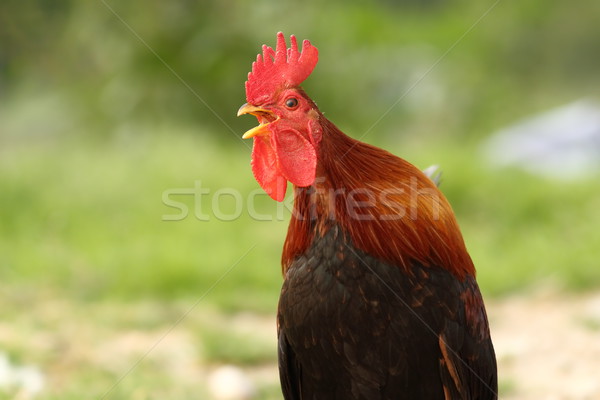 Stock photo: portrait of colorful rooster singing