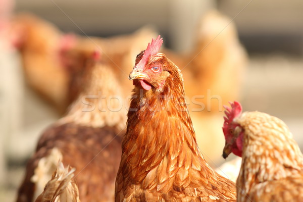 hen close up on farm yard Stock photo © taviphoto