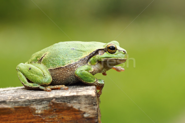 gorgeous european tree frog Stock photo © taviphoto