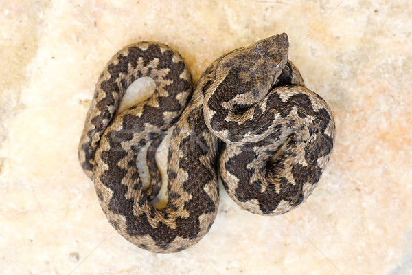 Perigoso mármore pedra nariz venenoso snakes Foto stock © taviphoto