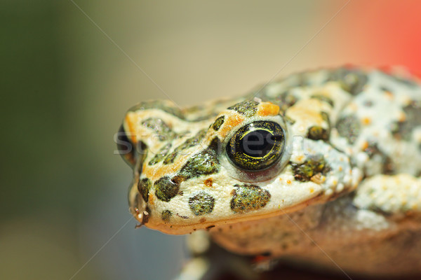 portrait of cute european green toad Stock photo © taviphoto