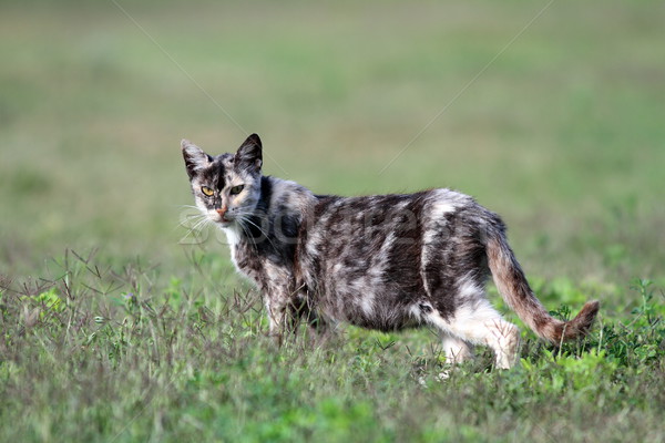 グレー 白 猫 草 美しい ストックフォト © taviphoto