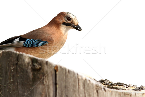 isolated eurasian jay at feeder Stock photo © taviphoto