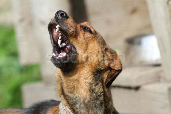 howling dog Stock photo © taviphoto