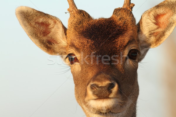 funny portrait of deer buck Stock photo © taviphoto