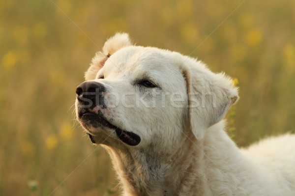 Bianco rumeno pastore cane ritratto animale Foto d'archivio © taviphoto