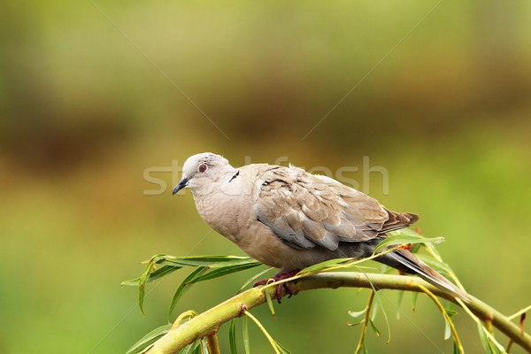 turtledove on willow tree Stock photo © taviphoto