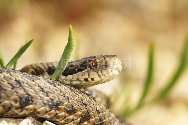  the meadow viper Stock photo © taviphoto