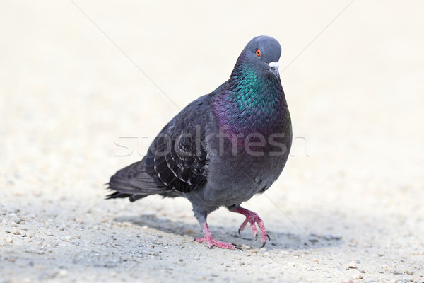 feral pigeon walking on park alley Stock photo © taviphoto