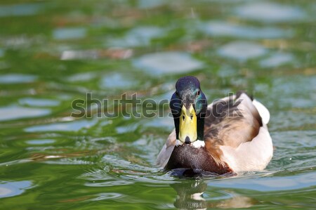 mallard drake swimming on water Stock photo © taviphoto