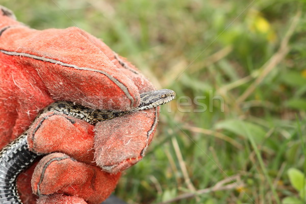 hand with leather glove handling a meadow viper Stock photo © taviphoto