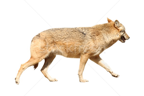 isolated eurasian wolf Stock photo © taviphoto
