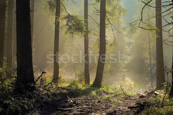 misty spruce forest Stock photo © taviphoto