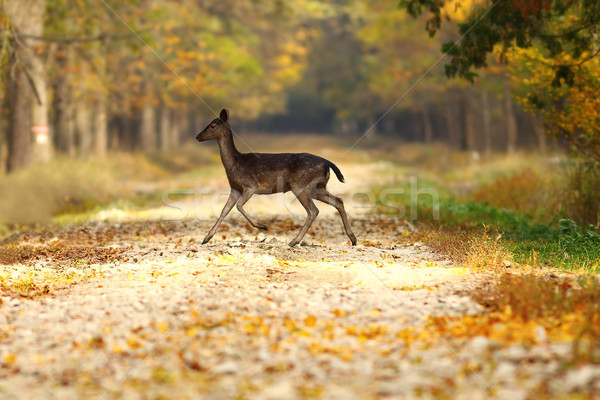 fallow deer hind passing road in the woods Stock photo © taviphoto