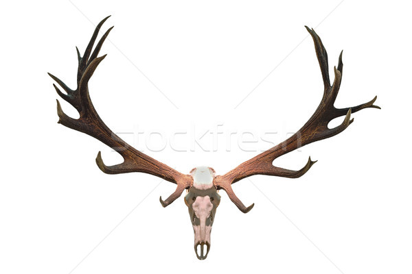 monster deer hunting trophy Stock photo © taviphoto