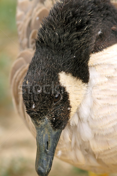 close up of a canadian goose head Stock photo © taviphoto