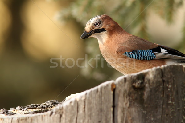 common jay garrulus glandarius Stock photo © taviphoto