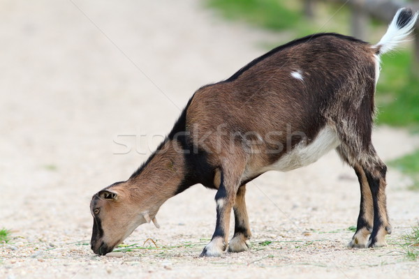 Jóvenes cabra comer grava hierba verde granja Foto stock © taviphoto