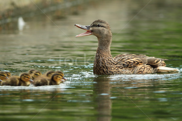 family of ducks Stock photo © taviphoto