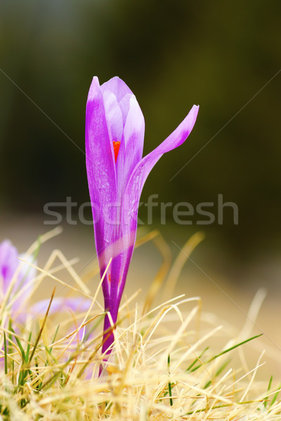 detail of saffron crocus Stock photo © taviphoto