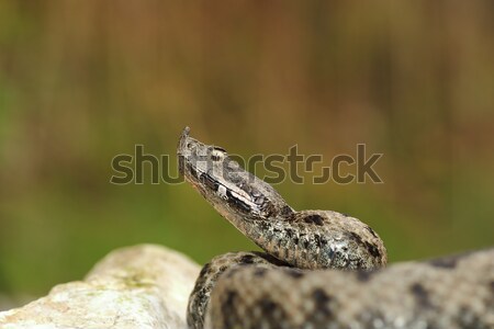 dangerous snake ready to attack Stock photo © taviphoto