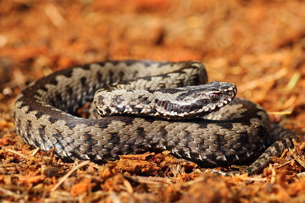 grey common crossed adder Stock photo © taviphoto