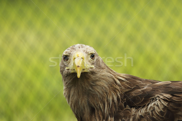 Portret mooie vogel buit oog natuur Stockfoto © taviphoto