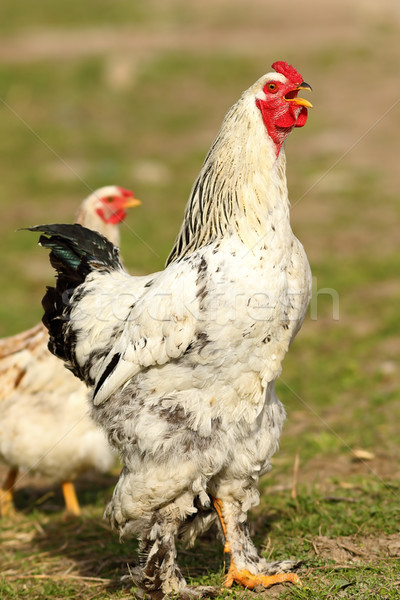 Orgoglioso gallo cantare bianco farm sfondo Foto d'archivio © taviphoto