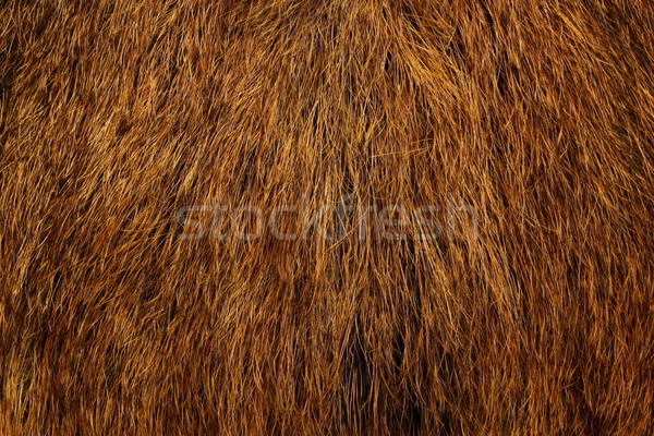 wild boar fur Stock photo © taviphoto