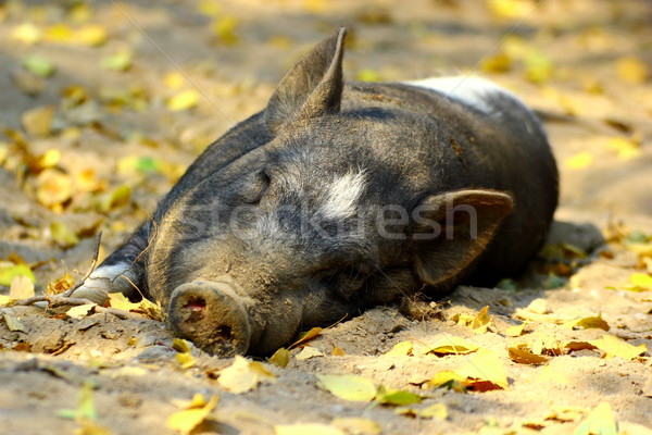 Pigro suino dormire pomeriggio luce Foto d'archivio © taviphoto