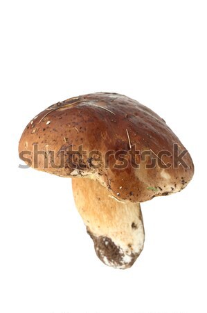 Comestível cogumelo branco boletos isolado Foto stock © taviphoto
