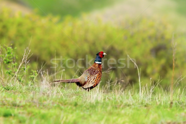 male pheasant in spring Stock photo © taviphoto