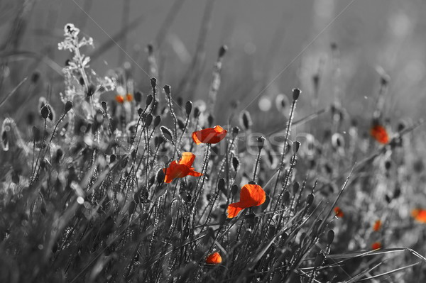 red wild poppies Stock photo © taviphoto